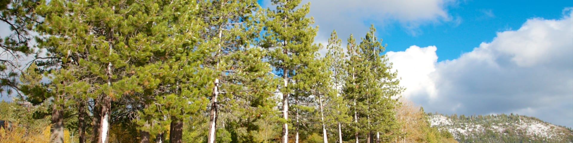 Kings Beach State Recreation Area showing landscape views, forest scenes and a beach
