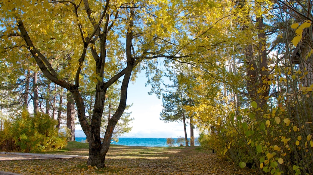 Kings Beach State Recreation Area showing general coastal views, landscape views and forest scenes