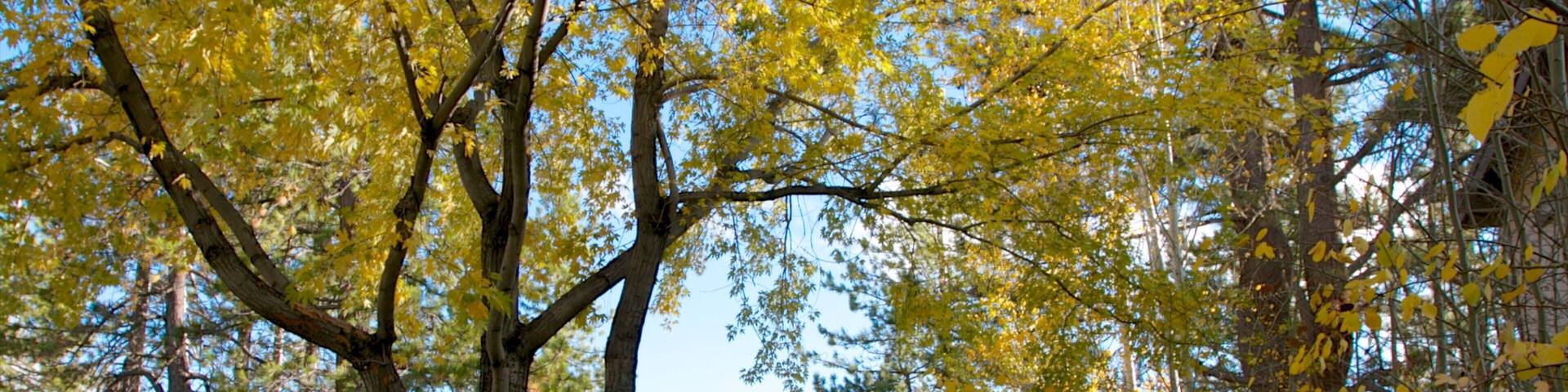 Kings Beach State Recreation Area showing general coastal views, landscape views and forest scenes