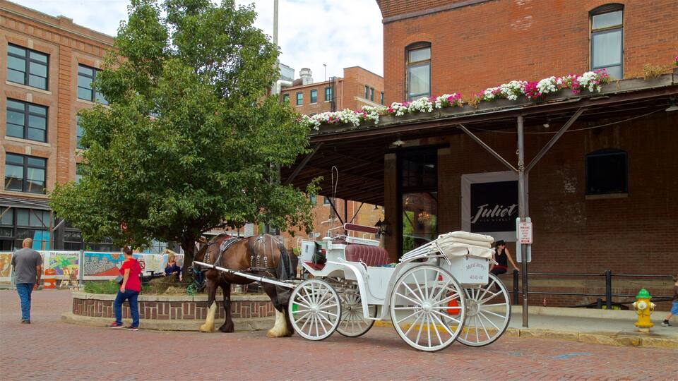 Old Market showing land animals, horseriding and cuddly or friendly animals