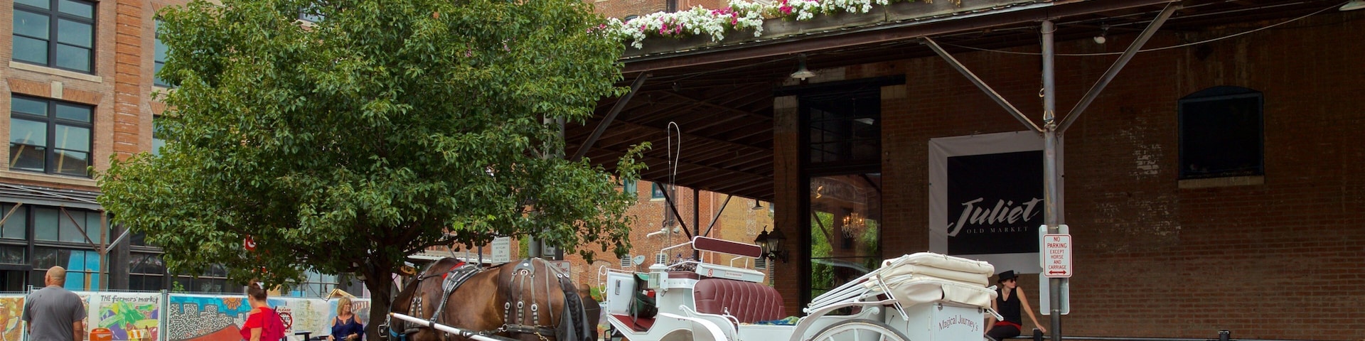 Old Market showing cuddly or friendly animals, horseriding and heritage elements