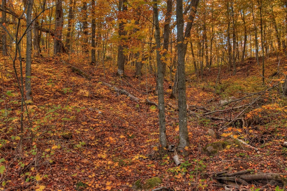 Un bosco con foglie e alberi dai colori autunnali.