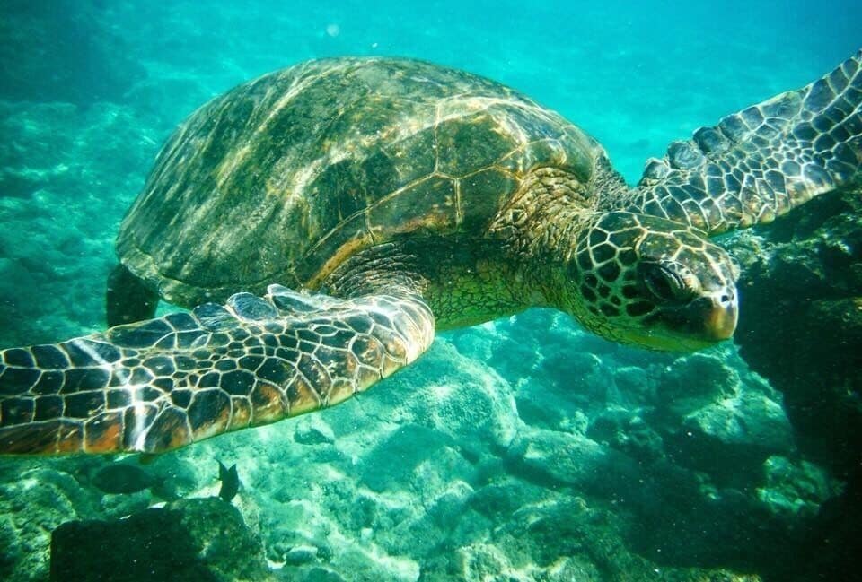 Une tortue de mer nageant sous l’eau.