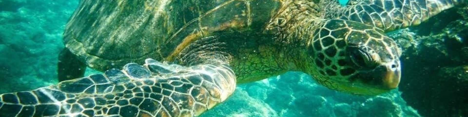 A sea turtle swimming underwater.