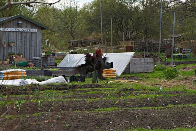 Koster gardens a nice place to visit and have lunch.
