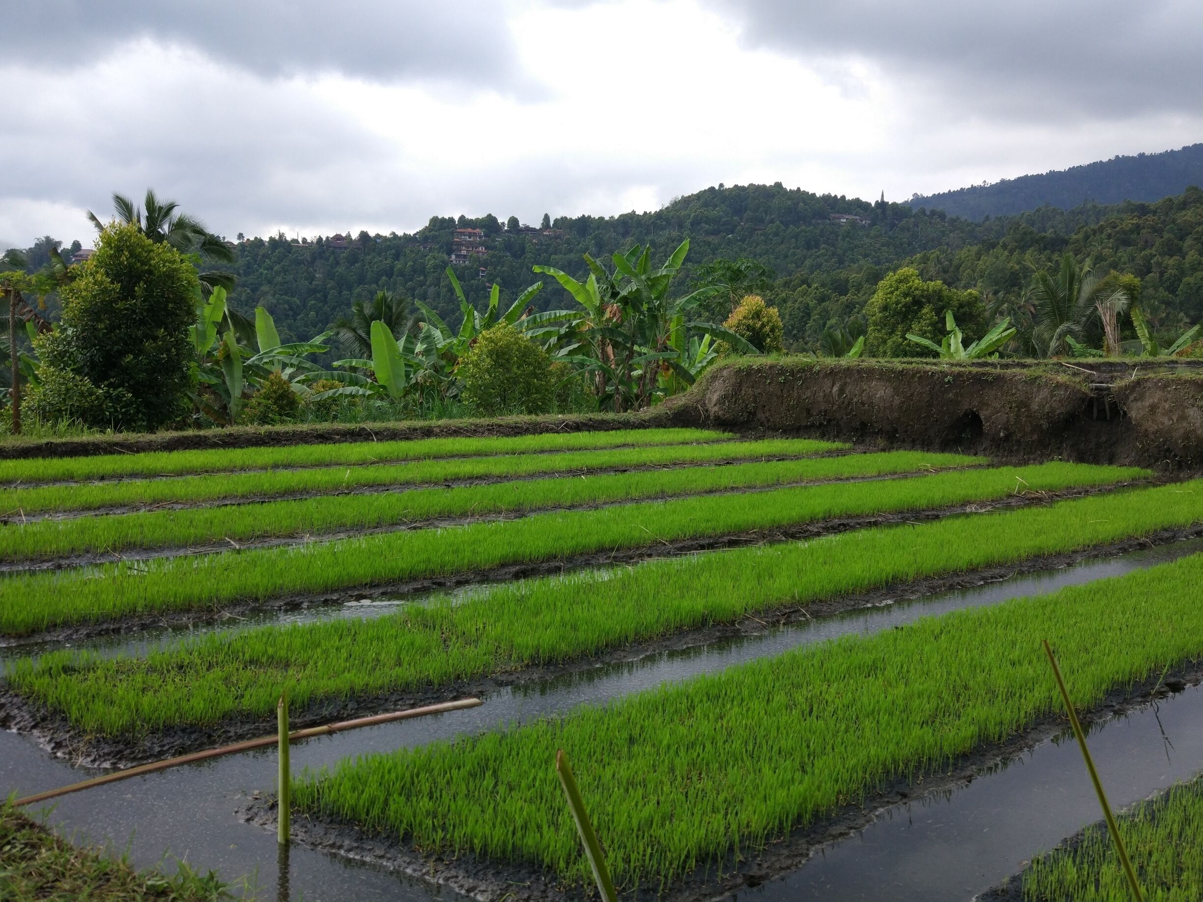 Take the hike across the rice terraces of Munduk, Bali - simply beautiful 