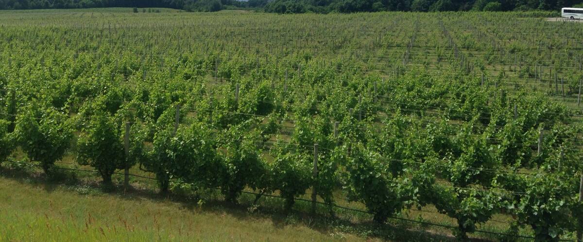 More tastings!!! Chateau Grand Traverse, Traverse City, MI!!!
Excellent place for a #WeekendGetaway with the ladies!
#girlsweekend #upnorth #mittenlove #girlsjustwannahavefun #travel #diagnosiswanderlust #travelblogger #summerbucketlist #TC #traversecity #wanderlust #waterlust #puremichigan #DowntownTC
#weekendgetaway