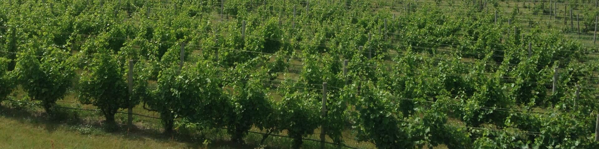 More tastings!!! Chateau Grand Traverse, Traverse City, MI!!!
Excellent place for a #WeekendGetaway with the ladies!
#girlsweekend #upnorth #mittenlove #girlsjustwannahavefun #travel #diagnosiswanderlust #travelblogger #summerbucketlist #TC #traversecity #wanderlust #waterlust #puremichigan #DowntownTC
#weekendgetaway