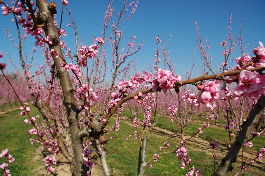 Pêchers en fleurs 6