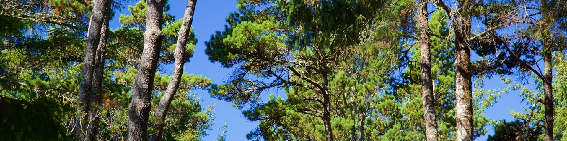 Devil\'s Lake State Recreation Area featuring forest scenes