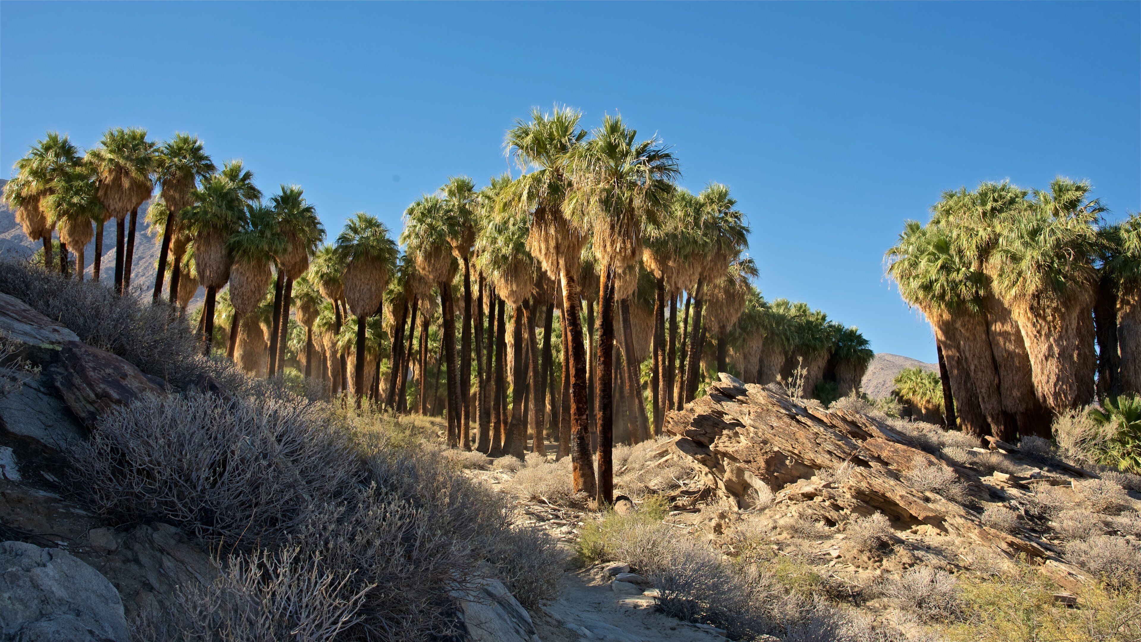 Indian Canyon which includes tranquil scenes and tropical scenes