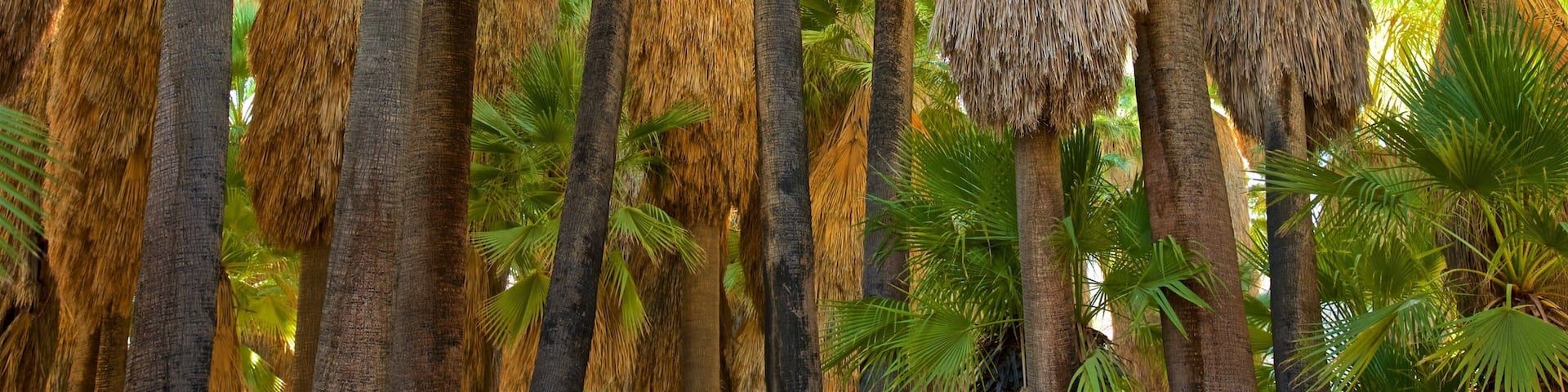 A dense cluster of palm trees with thatched roofs.