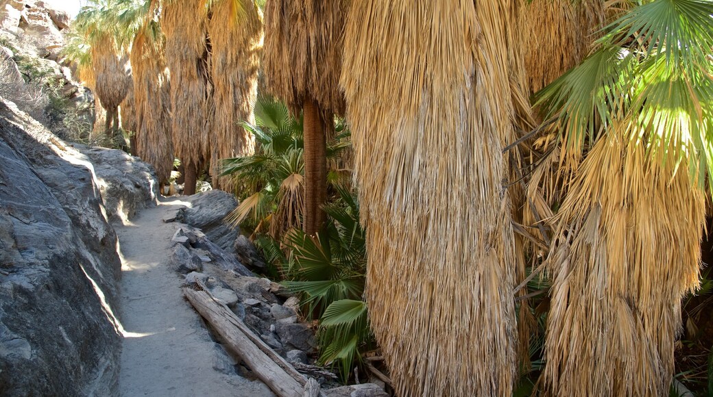 Indian Canyon featuring forests