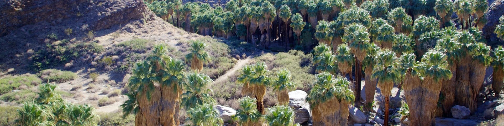 A desert landscape with palm trees and rocky hills.