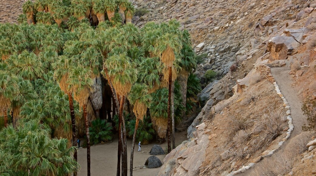 Indian Canyon which includes tranquil scenes