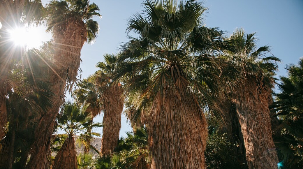 Indian Canyon which includes a park and a sunset