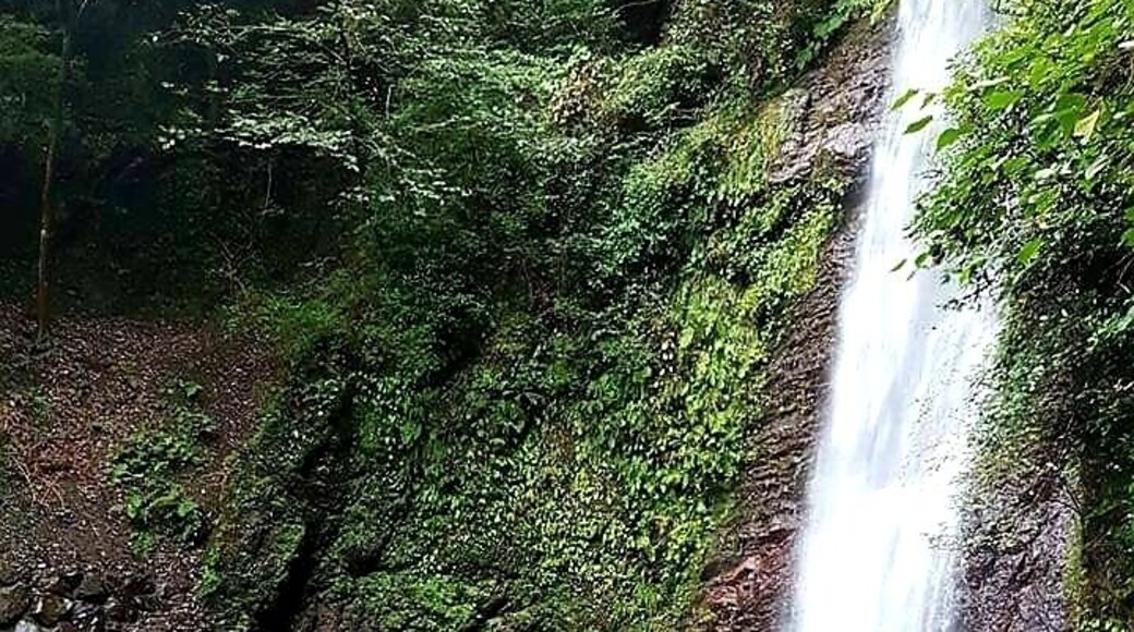 This beautiful waterfall "Yoro Falls", is located in Gifu, Japan. The waterfall has been famous since ancient times for its pure water and its beauty during spring when Sakuras are blooming đž Serene atmosphere and fresh air, what a bliss!