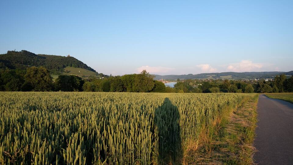 A wheat field, a road, and a hill with a tower in the distance.