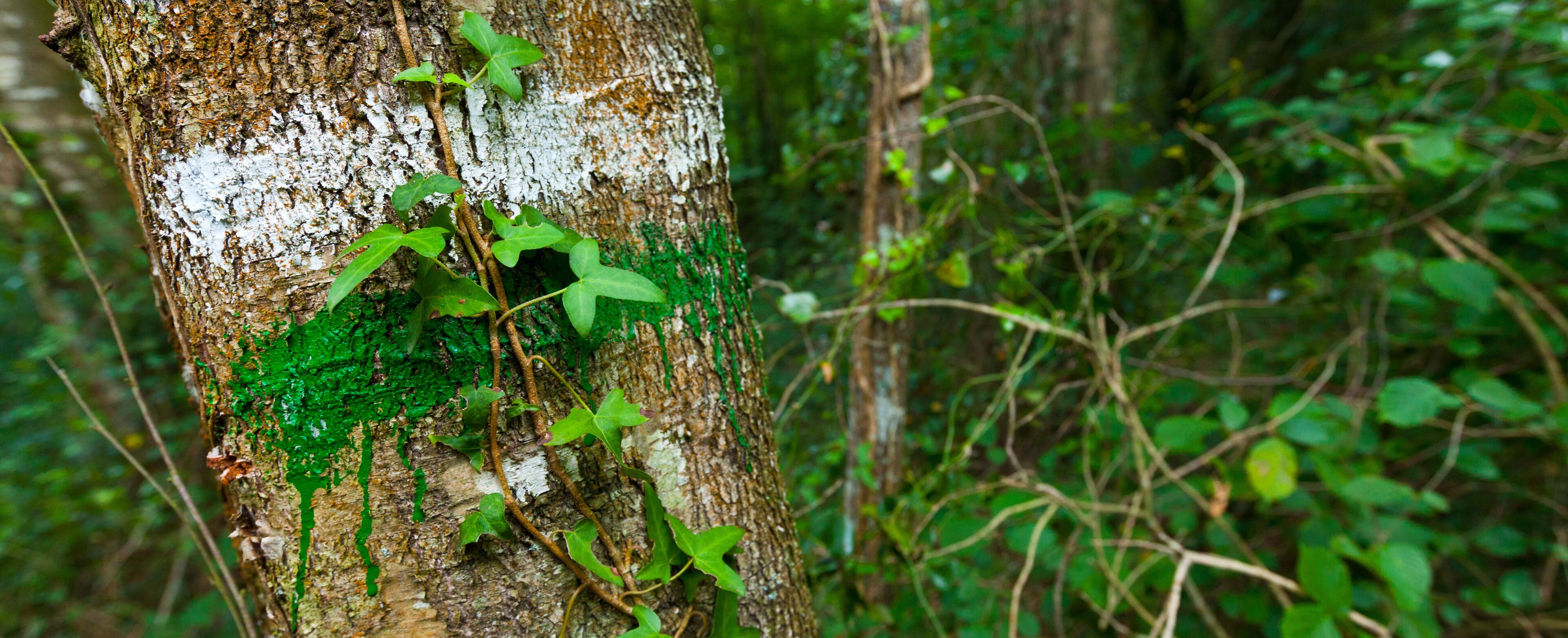 Short Distance Path. Pagoeta Natural Park. Aia Valley. Gipuzkoa. Basque Country. Spain