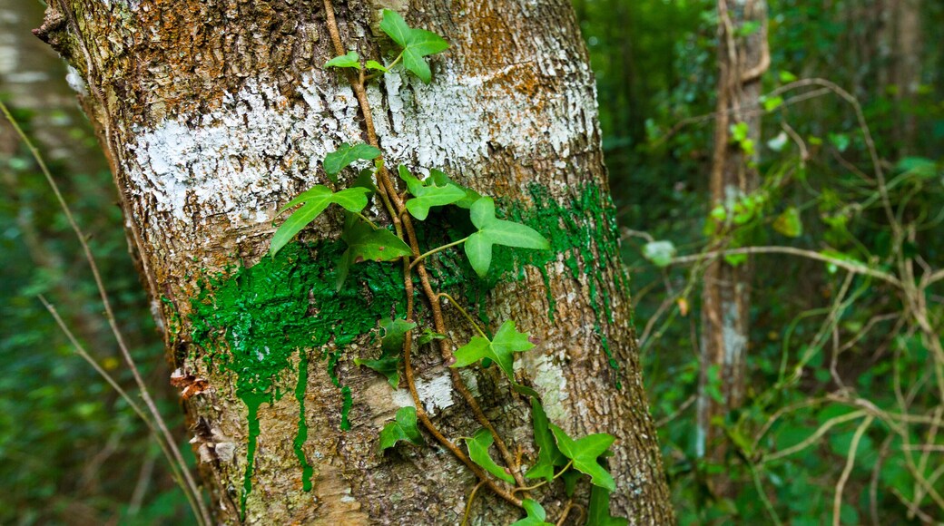 Short Distance Path. Pagoeta Natural Park. Aia Valley. Gipuzkoa. Basque Country. Spain