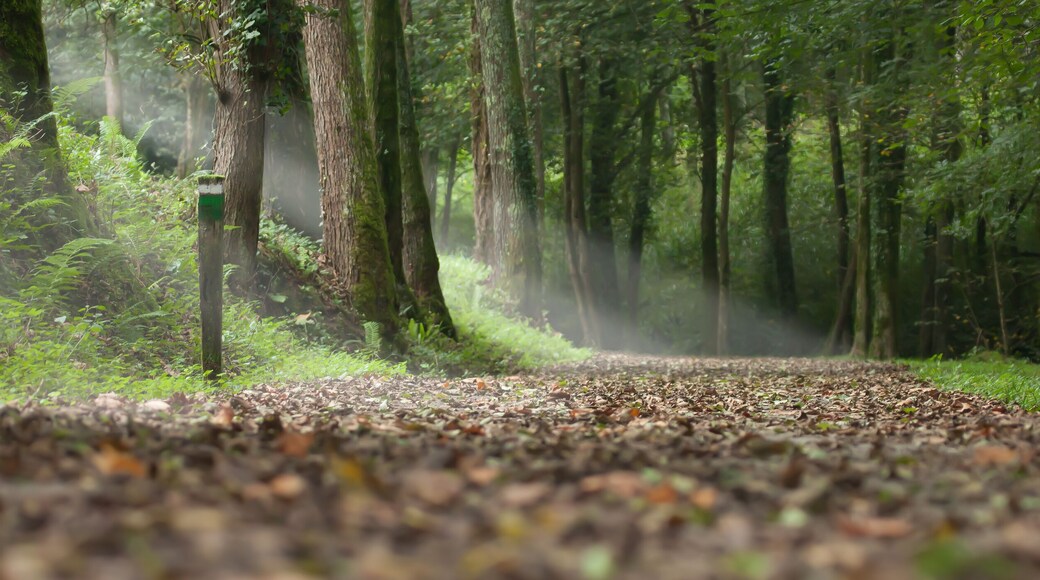 path in a forest in autumn and rays of light through the trees. landscape of the Basque country in the town of Aia
