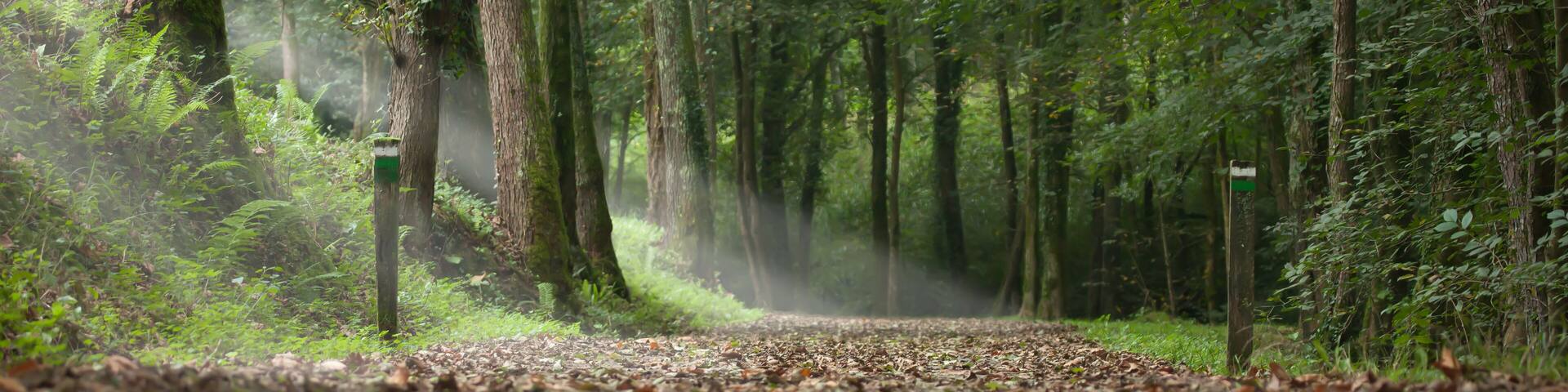 path in a forest in autumn and rays of light through the trees. landscape of the Basque country in the town of Aia
