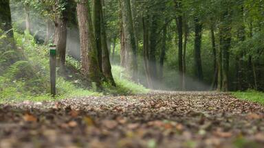 path in a forest in autumn and rays of light through the trees. landscape of the Basque country in the town of Aia