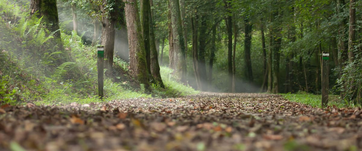 A forest path with trees and ferns.