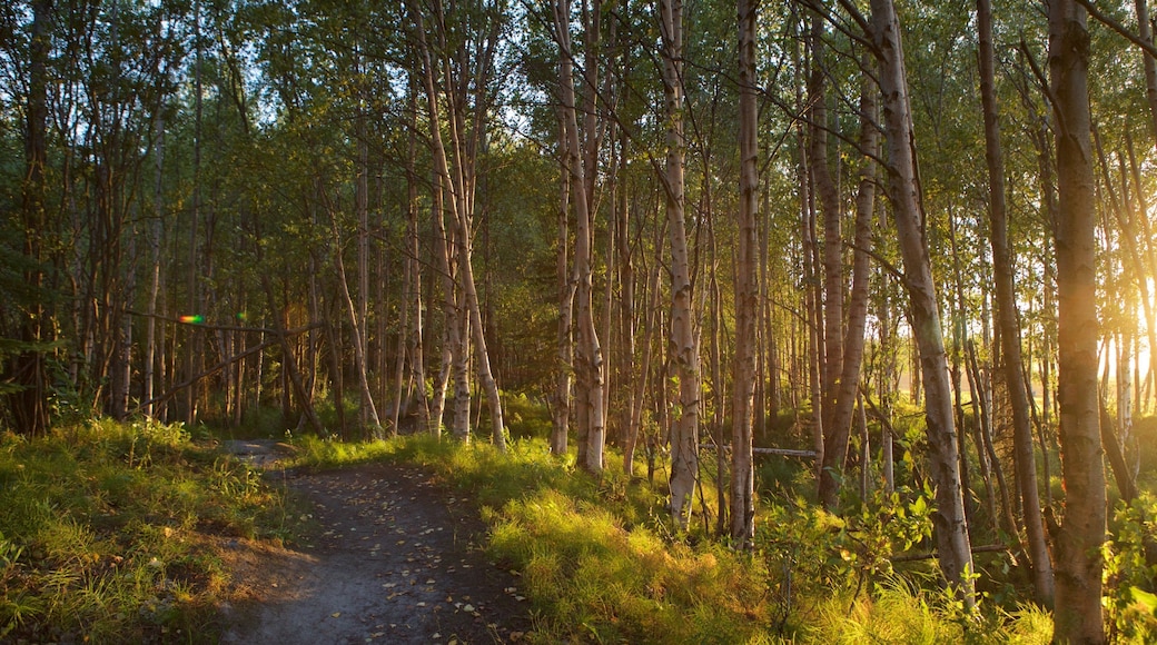 Ruta costera Tony Knowles mostrando bosques y un atardecer