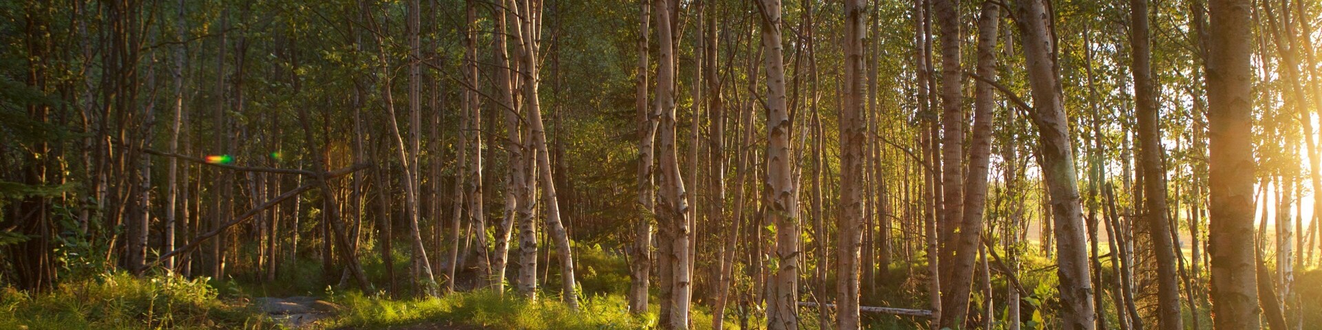 Ruta costera Tony Knowles ofreciendo bosques y una puesta de sol