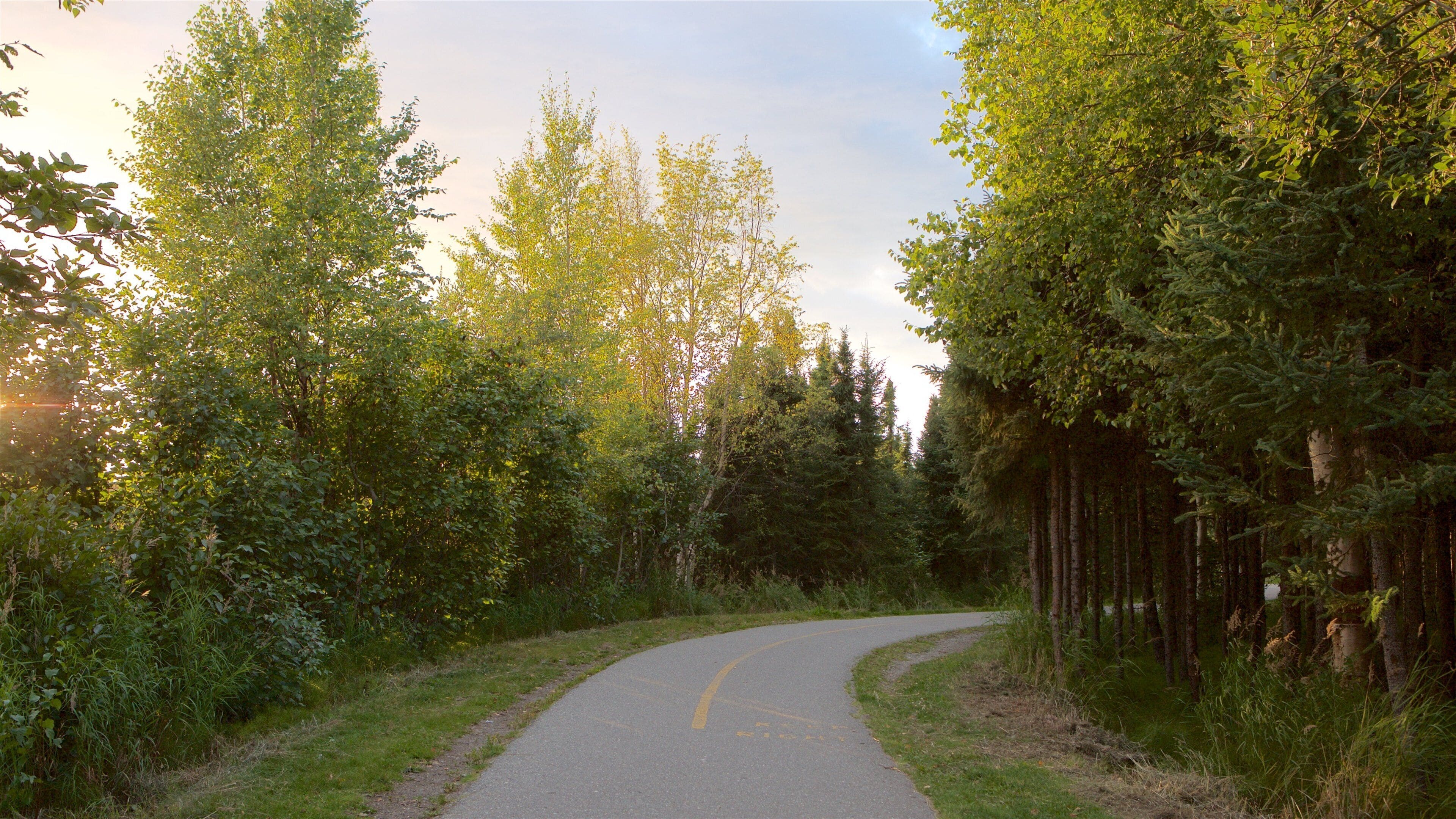 A winding road surrounded by dense trees and greenery.