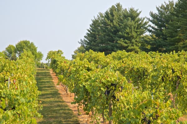 Oliver Winery ofreciendo tierras de cultivo