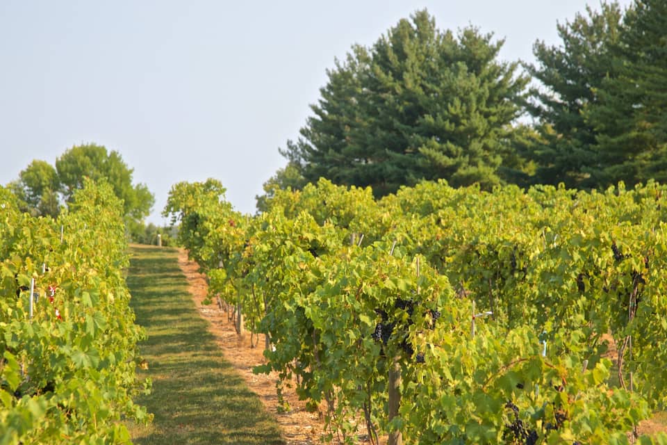 A vineyard with rows of grapevines and a dirt path leading through it.