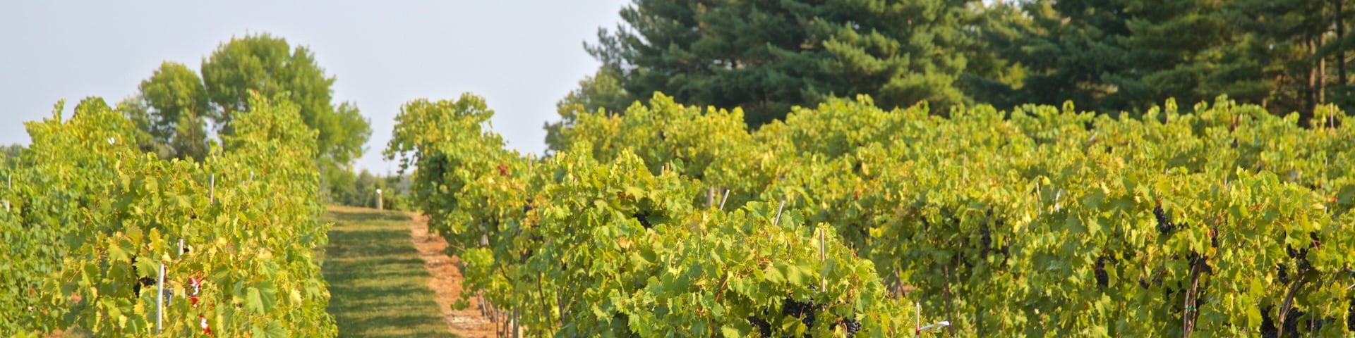 Oliver Winery caracterizando fazenda