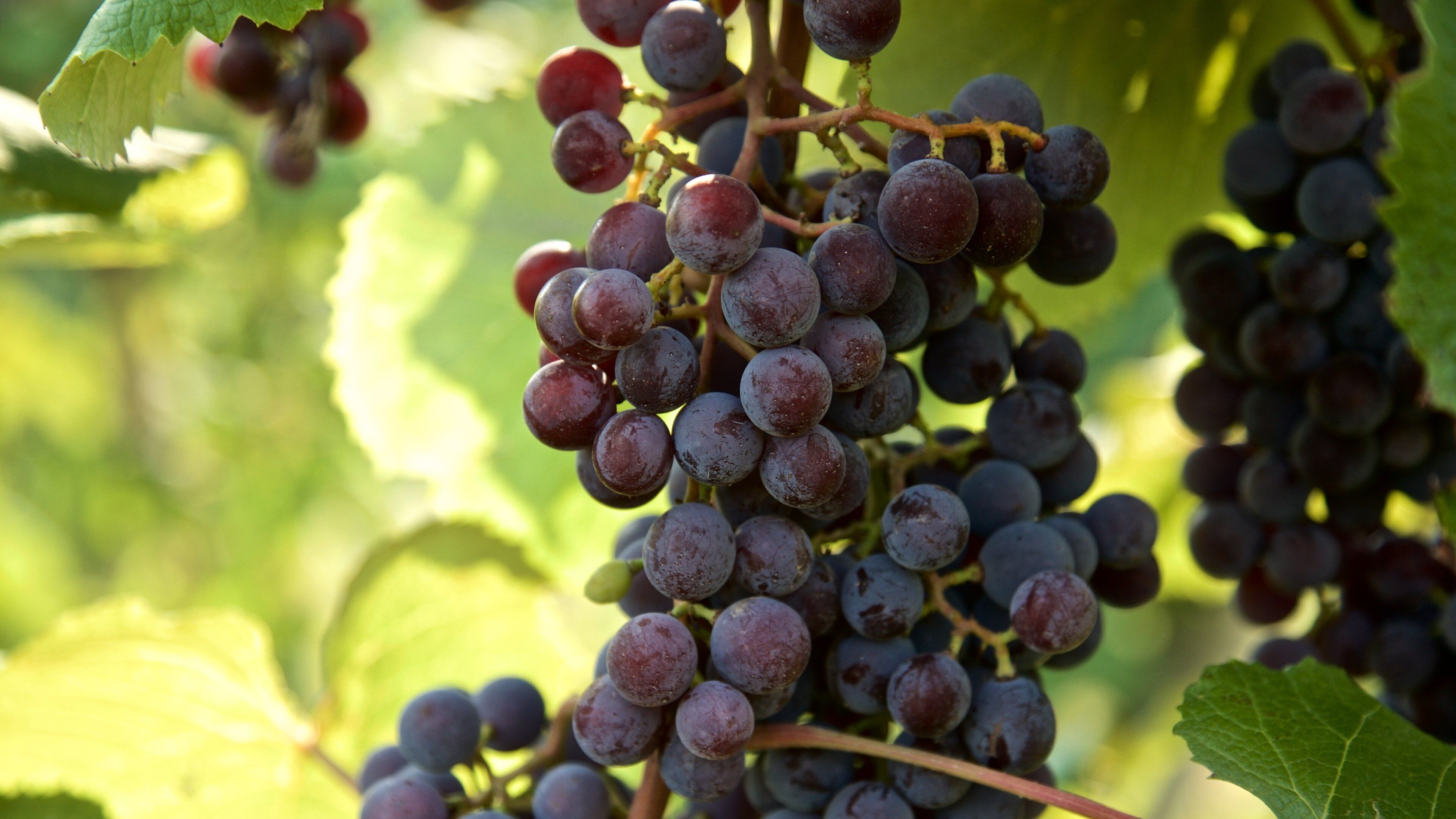 Oliver Winery inclusief eten en akkerland