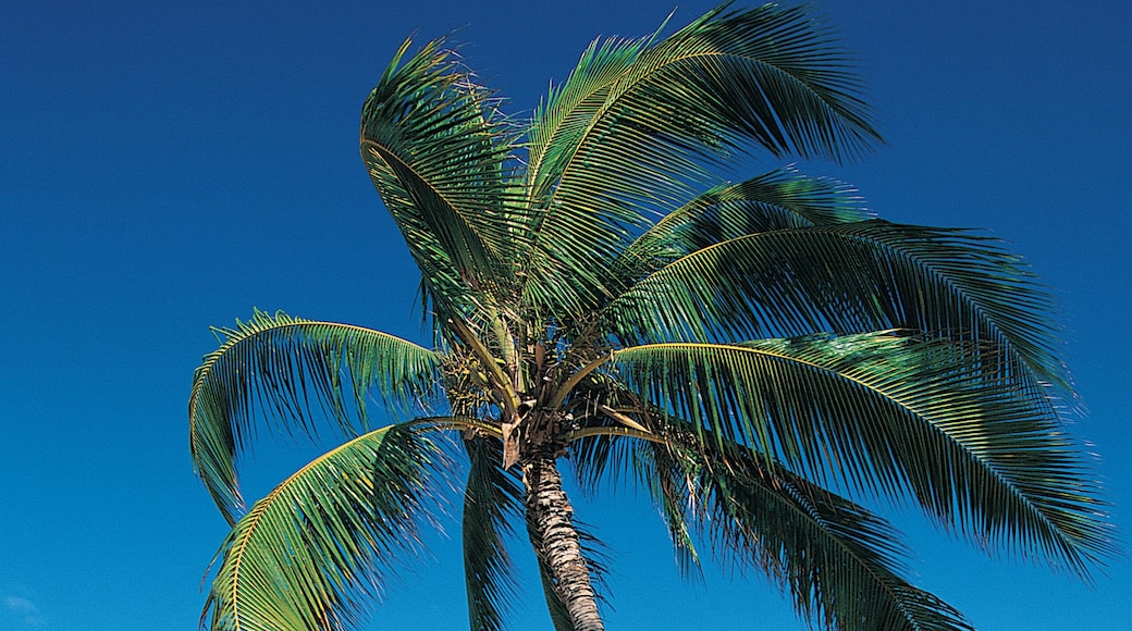 カマオレ ビーチ パーク