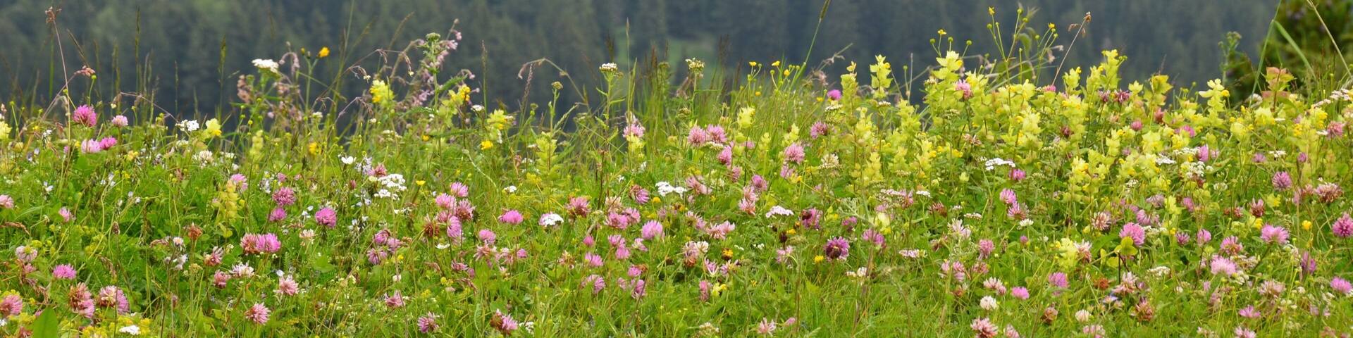 Ciampino-Sella Ski Area featuring wildflowers and flowers