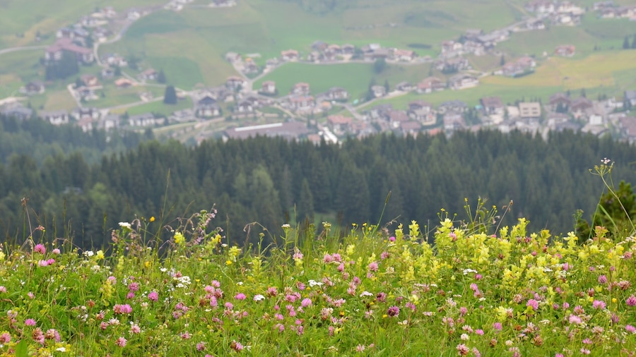 Ciampino-Sella Ski Area featuring wildflowers and flowers