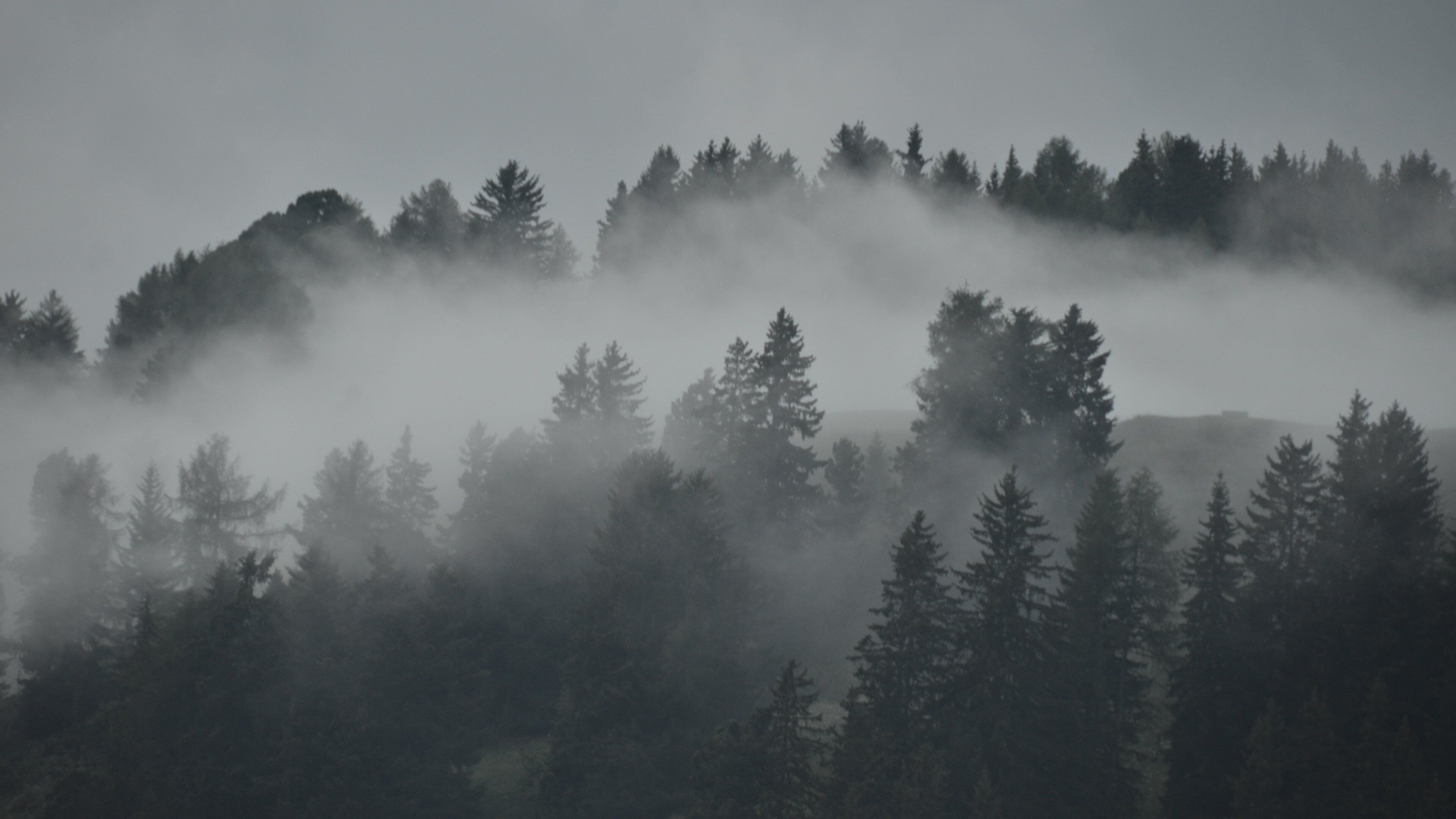 Ciampino-Sella Ski Area featuring forest scenes and mist or fog