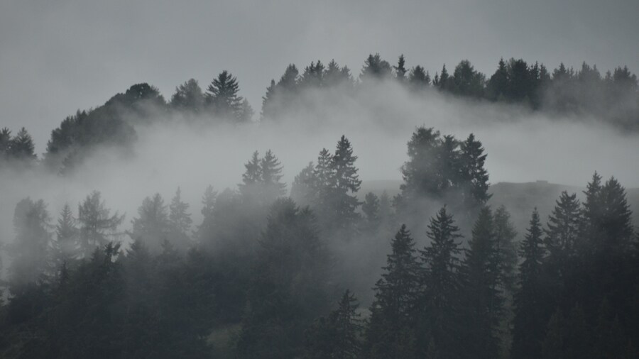Ciampino-Sella Ski Area which includes forests and mist or fog
