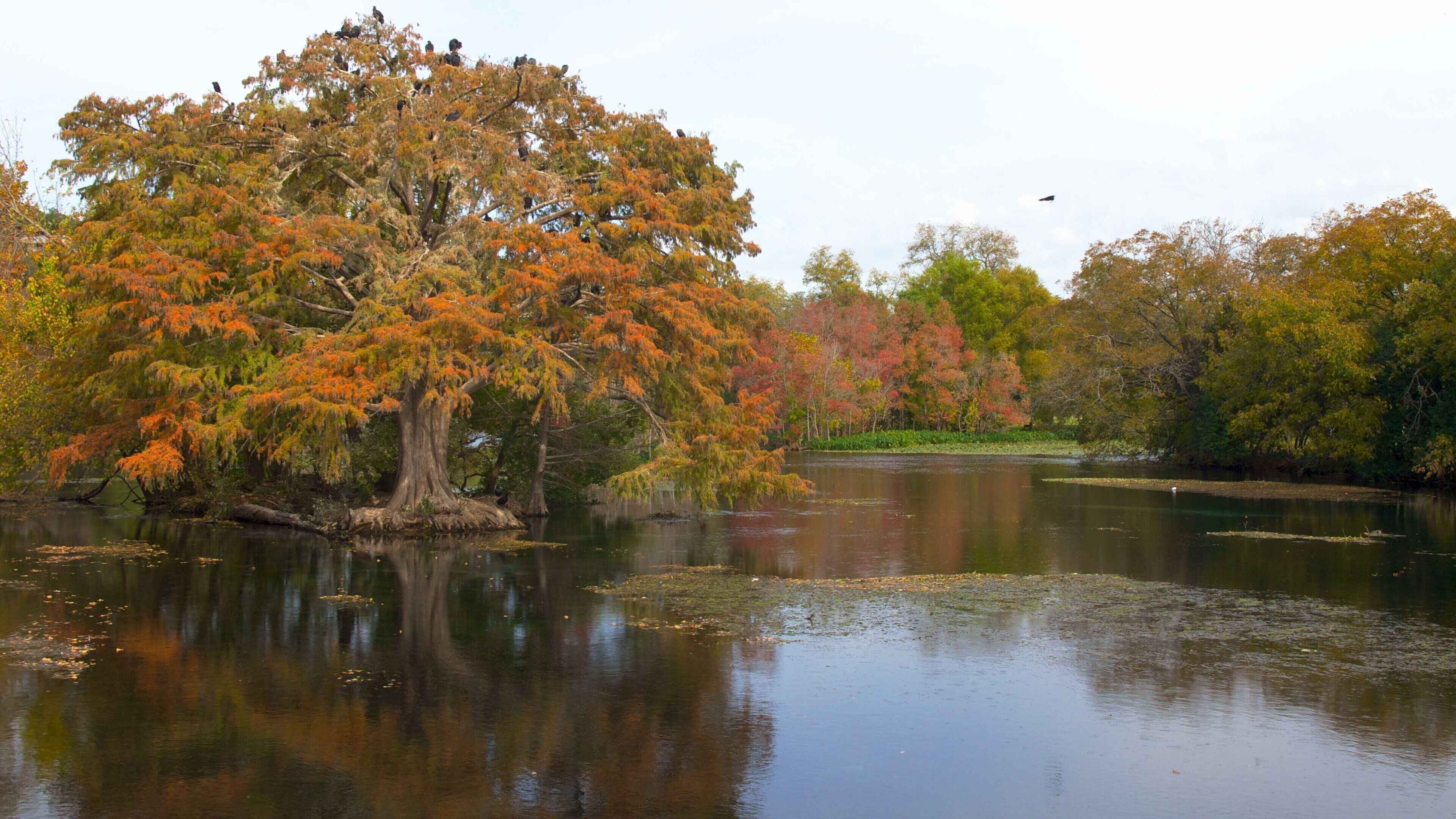 Landa Park featuring autumn leaves, a pond and landscape views