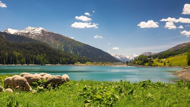 A mountain lake with sheep grazing, surrounded by forest and mountains.