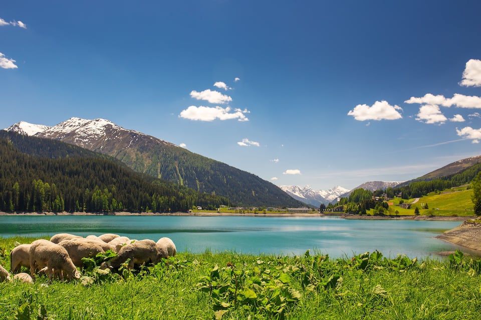 Un lac de montagne où paissent des moutons, entouré de forêts et de montagnes.