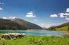 Sheep eating grass near lake Davos with view to Swiss Alps, Graubuenden, Switzerland