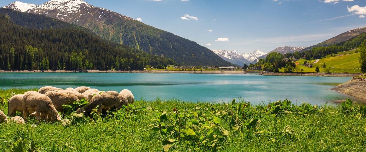A mountain lake with sheep grazing, surrounded by forest and mountains.