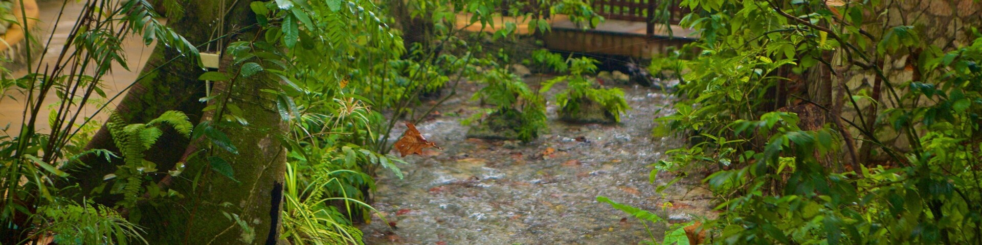 Um riacho estreito serpenteando por uma floresta exuberante e verde, com folhagem densa e uma ponte de pedra ao fundo.