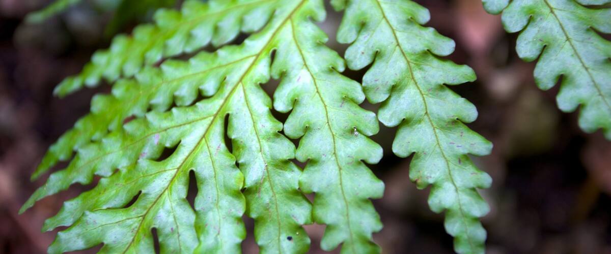 Fern Gully showing rainforest