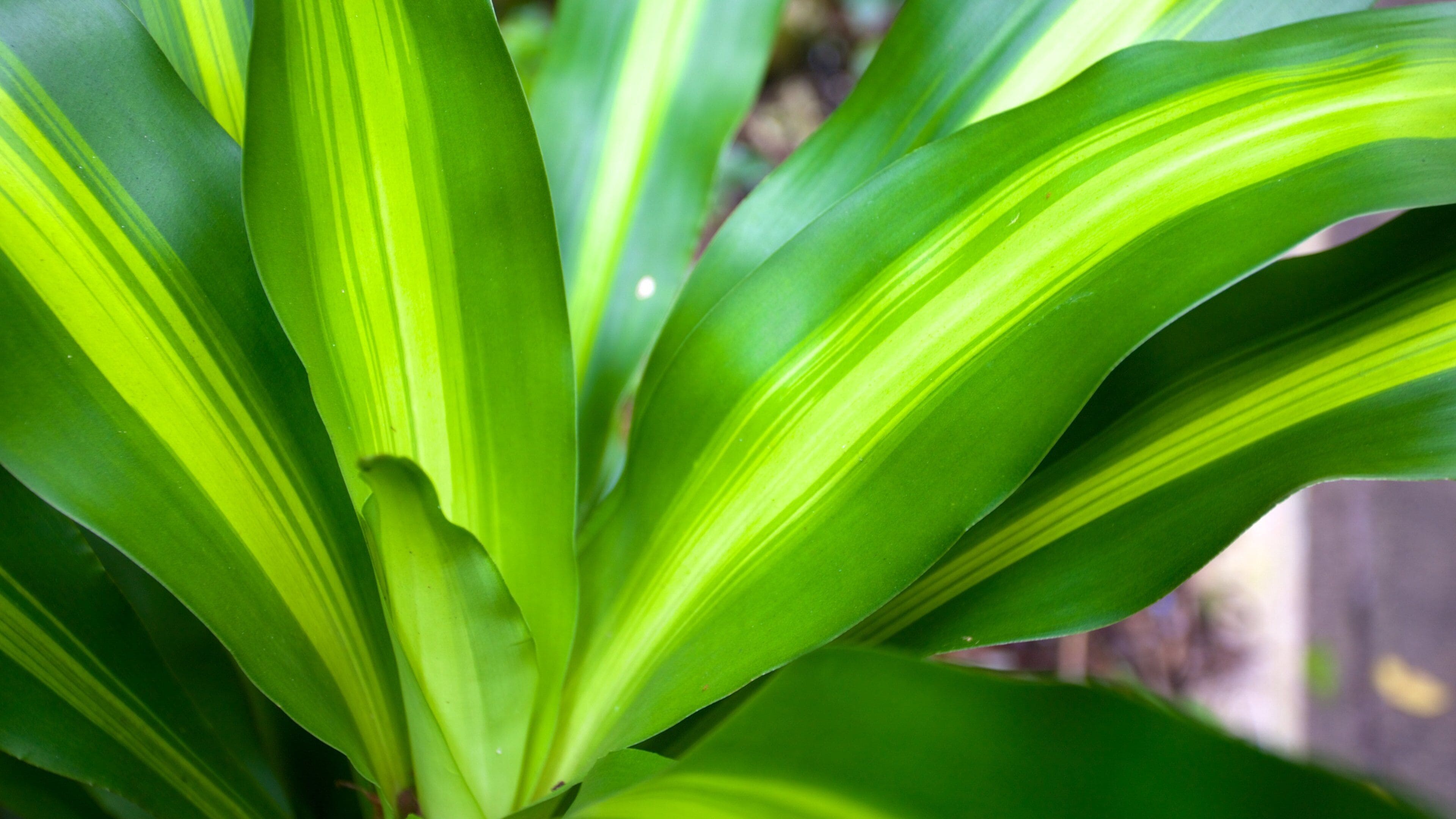 Fern Gully som viser regnskog