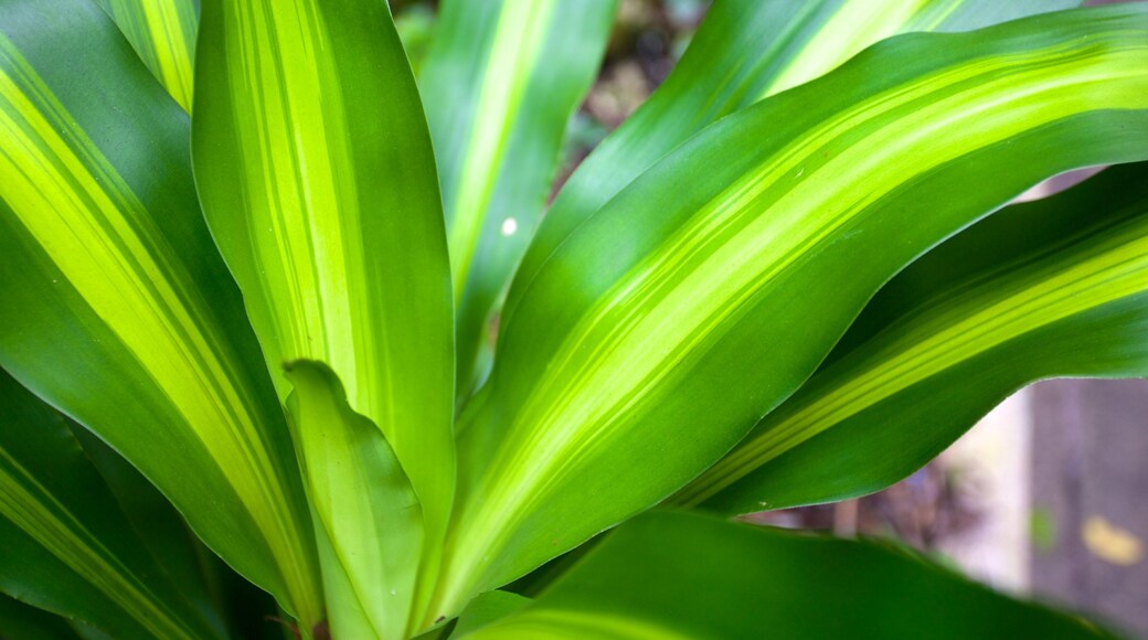 Fern Gully som viser regnskog