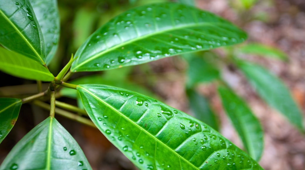 Fern Gully mostrando selva